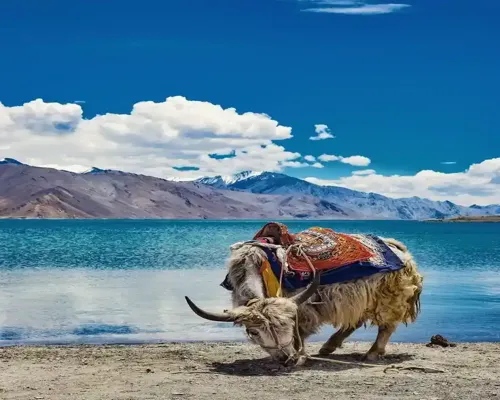 Pangong Lake Ladakh