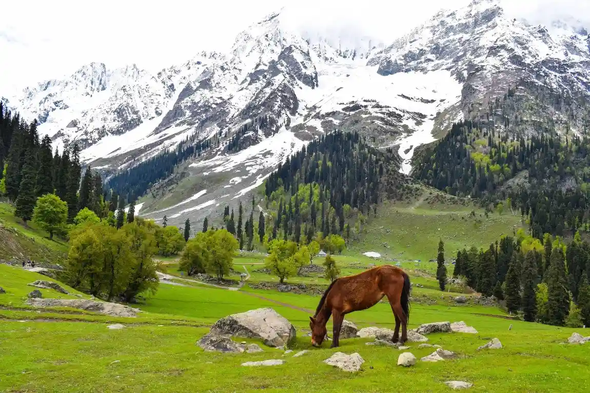 AMAZING-KASHMIR