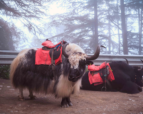 hidden-gems-kinnaur-special